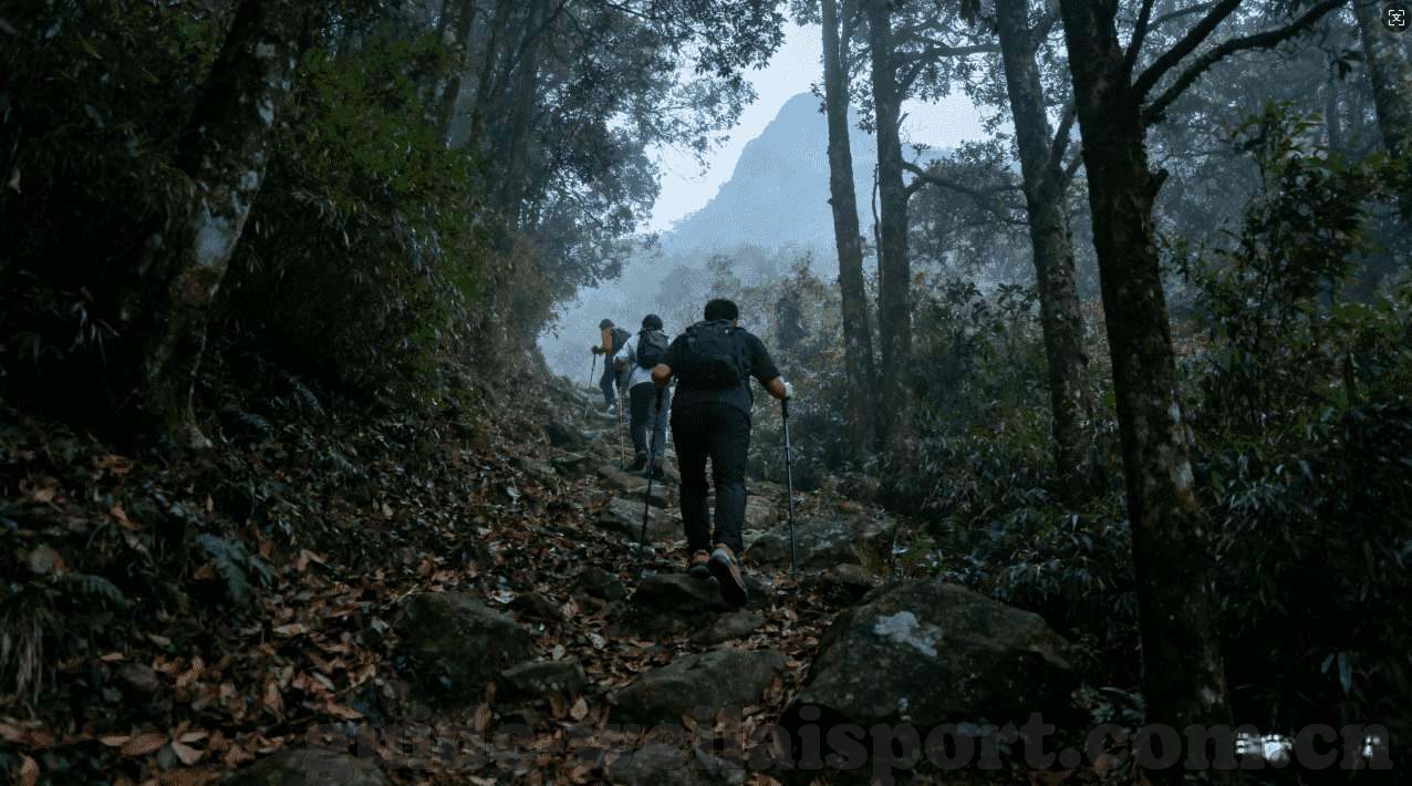 森林动物舞会动画-森林动物舞会，一场梦幻般的动画盛宴